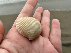Clinocardium nuttallii