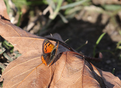 Lycaena phlaeas