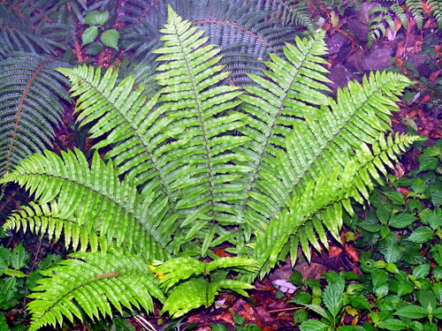 Dryopteris thibetica