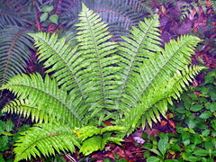 Dryopteris dickinsii, photograph (c) Jacy Chen, some rights reserved (CC BY)