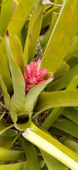 Aechmea distichantha