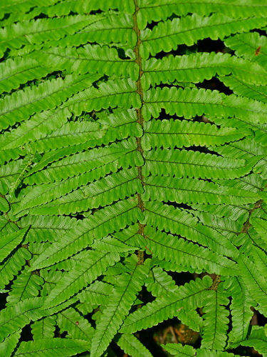 Image of Big Shaggy Wood Fern (Dryopteris dickinsii) by (c) Jacy Chen, some rights reserved (CC BY)