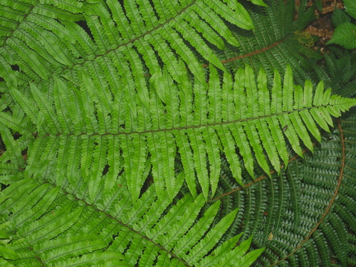 Dryopteris dickinsii, photograph 3