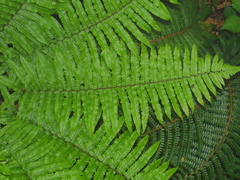 Dryopteris dickinsii, photograph (c) Jacy Chen, some rights reserved (CC BY)