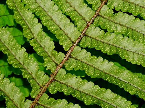 Image of Big Shaggy Wood Fern (Dryopteris dickinsii) by (c) Jacy Chen, some rights reserved (CC BY)