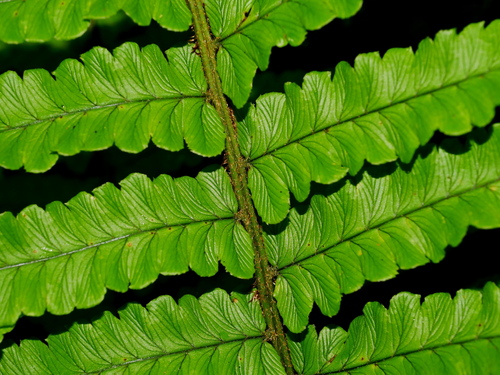 Image of Big Shaggy Wood Fern (Dryopteris dickinsii) by (c) Jacy Chen, some rights reserved (CC BY)