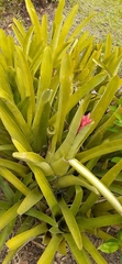 Aechmea distichantha