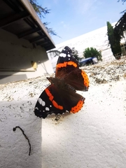 Vanessa atalanta atalanta