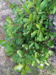 Ficus natalensis