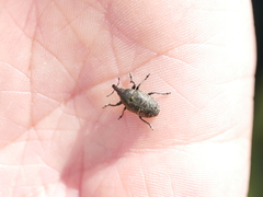 Larinus sturnus