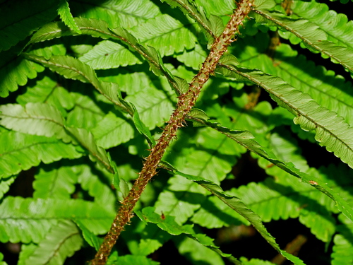 Image of Big Shaggy Wood Fern (Dryopteris dickinsii) by (c) Jacy Chen, some rights reserved (CC BY)