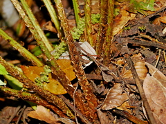 Dryopteris dickinsii, photograph (c) Jacy Chen, some rights reserved (CC BY)