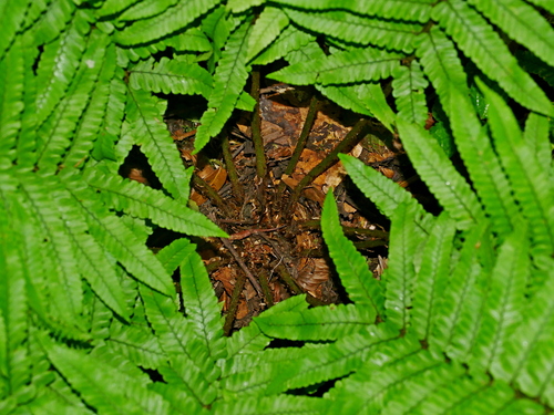 Image of Big Shaggy Wood Fern (Dryopteris dickinsii) by (c) Jacy Chen, some rights reserved (CC BY)