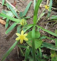 Hypoxis angustifolia
