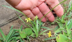 Hypoxis angustifolia