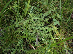 Hypericum anagalloides