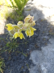 Pterygodium acutifolium