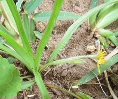 Hypoxis angustifolia