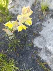 Pterygodium acutifolium