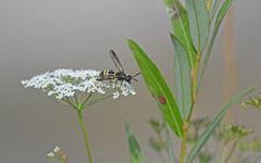 Tenthredo vespa