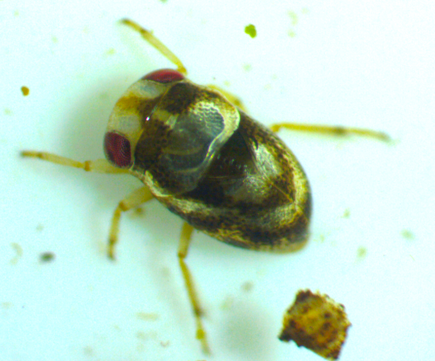 Neoplea striola