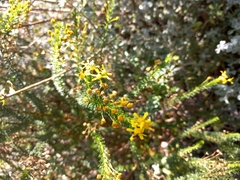 Euryops virgineus