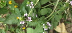 Stachys gilliesii