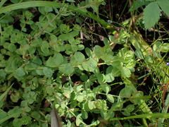 Hypericum anagalloides