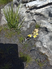 Pterygodium acutifolium