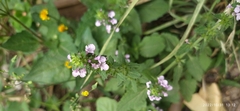 Stachys gilliesii