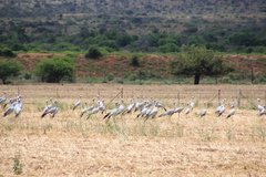 Anthropoides paradiseus
