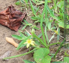 Hypoxis angustifolia