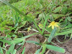 Hypoxis angustifolia