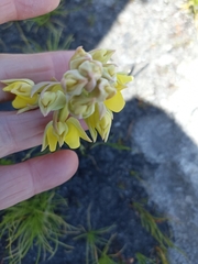 Pterygodium acutifolium