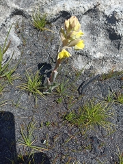 Pterygodium acutifolium