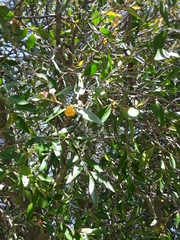 Maytenus acuminata