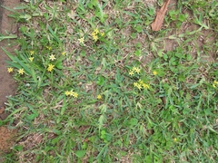 Hypoxis angustifolia