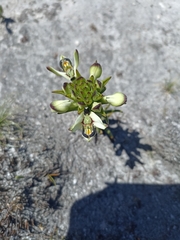 Disa bivalvata