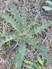 Cirsium horridulum