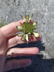 Disa bivalvata