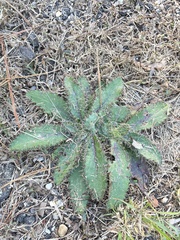 Cirsium horridulum