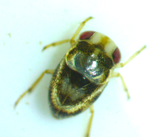 Neoplea striola