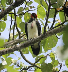 Sarcoramphus papa image