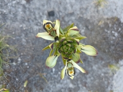Disa bivalvata