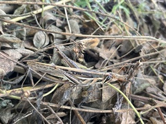 Schistocerca pallens