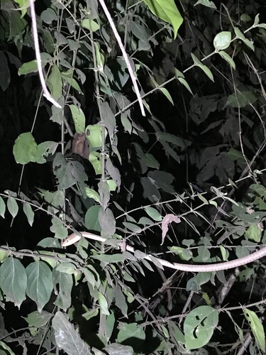 Photo of a Usambara Vine Snake (Thelotornis usambaricus)