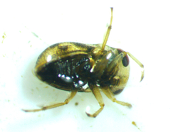 Neoplea striola