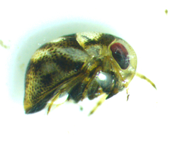 Neoplea striola