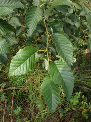 Alnus