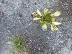 Disa bivalvata